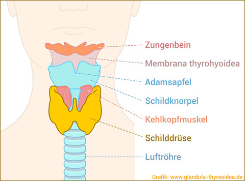 Schilddrüse (Mensch)