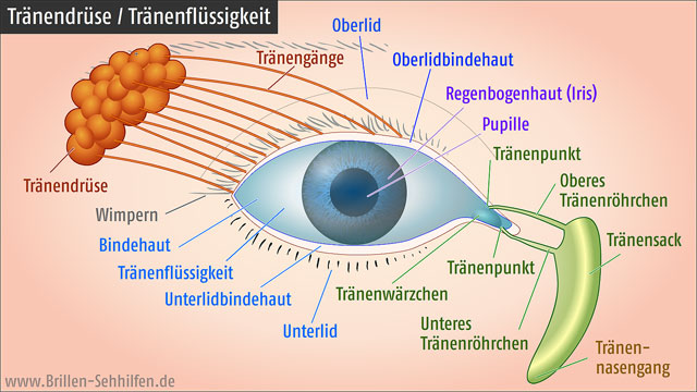 Tränendrüse (Auge)